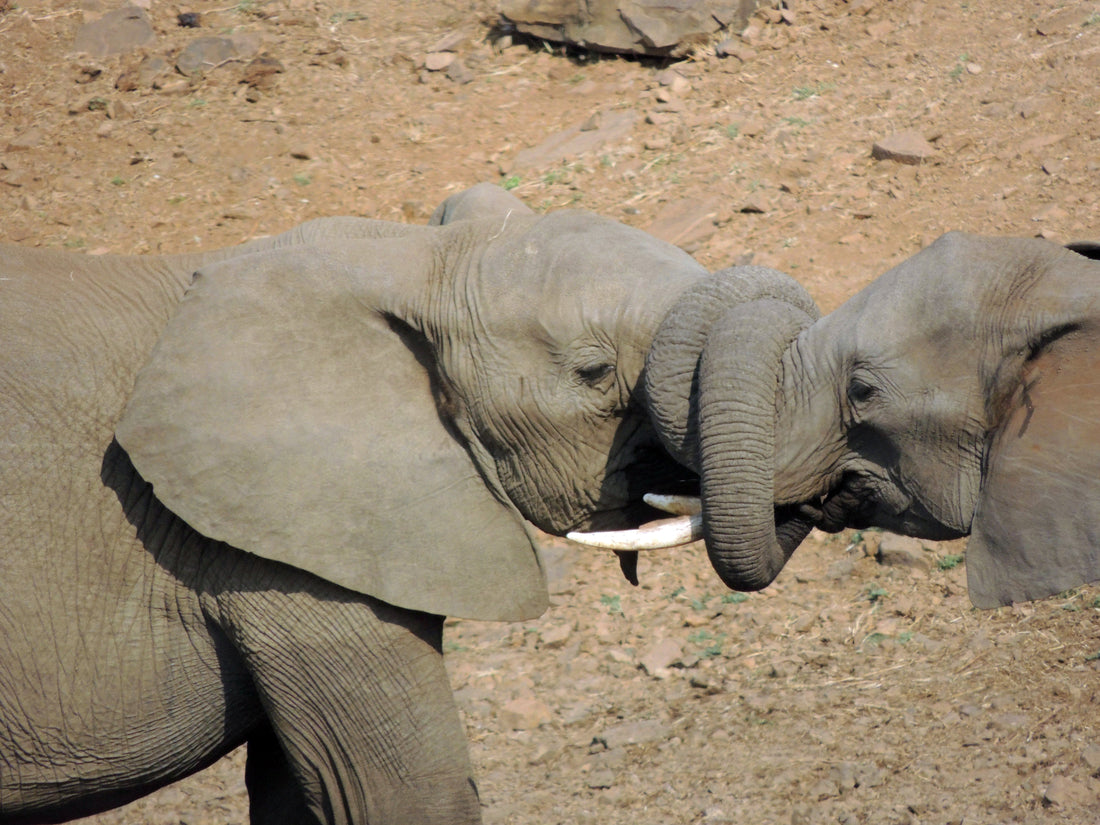 What Animals Teach Us About Friendship