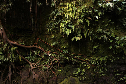Rooted Together: What Trees Know About Friendship