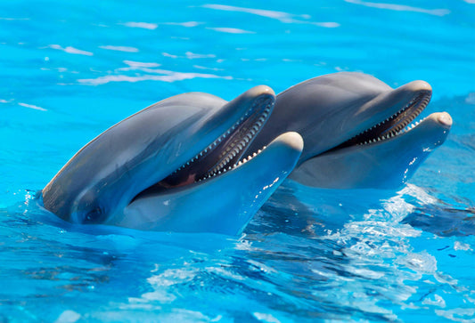 Friendship Animals and Their Meanings Across Cultures